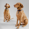 inMOLESS - Ultrasonic Tick Repellent Pet - Black - IN-PET-BL